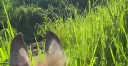 Fazenda à Venda 9.950 hectares Potencial para o Agronegócio | São Desidério/ BA