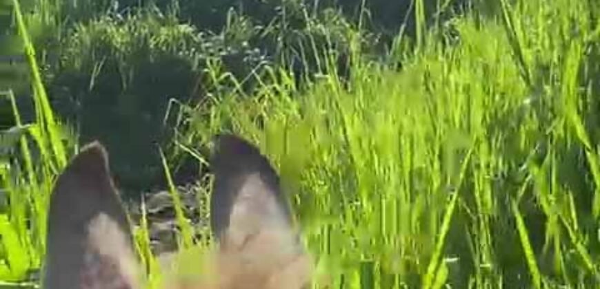 Fazenda à Venda 9.950 hectares Potencial para o Agronegócio | São Desidério/ BA