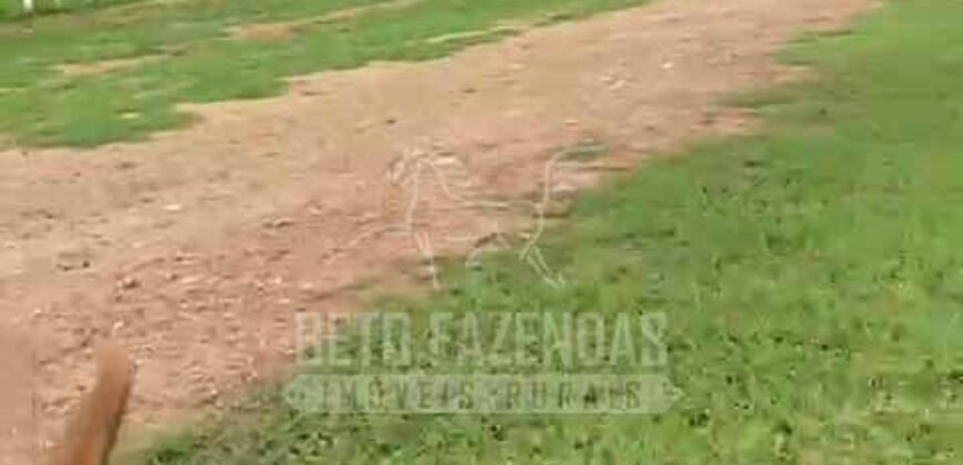 Fazenda Extraordinária à Venda 650 Alqueires Pecuária Lucrativa e Lazer | Colinas do Sul/ GO Fazenda Extraordinária à Venda 650 Alqueires Pecuária Lucrativa e Lazer | Colinas do Sul/ GO