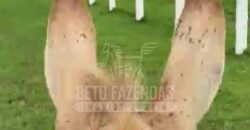 Fazenda Extraordinária à Venda 650 Alqueires Pecuária Lucrativa e Lazer | Colinas do Sul/ GO Fazenda Extraordinária à Venda 650 Alqueires Pecuária Lucrativa e Lazer | Colinas do Sul/ GO