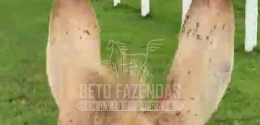 Fazenda Extraordinária à Venda 650 Alqueires Pecuária Lucrativa e Lazer | Colinas do Sul/ GO Fazenda Extraordinária à Venda 650 Alqueires Pecuária Lucrativa e Lazer | Colinas do Sul/ GO