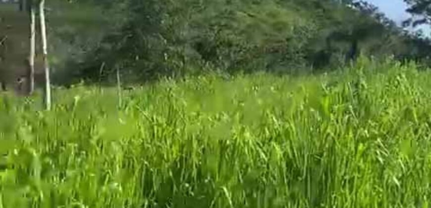 Fazenda à Venda 9.950 hectares Potencial para o Agronegócio | São Desidério/ BA