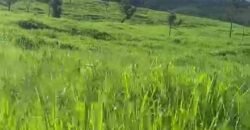 Fazenda à Venda 9.950 hectares Potencial para o Agronegócio | São Desidério/ BA