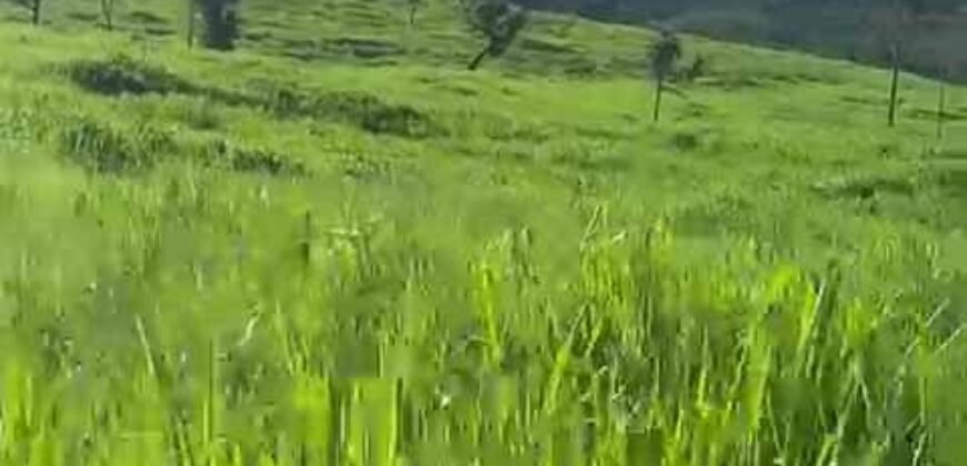 Fazenda à Venda 9.950 hectares Potencial para o Agronegócio | São Desidério/ BA