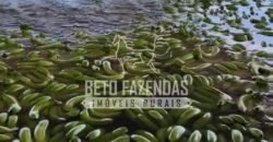 Fazenda 3.500 has à Beira do Rio São Francisco | Manga/ MG Fazenda 3.500 has à Beira do Rio São Francisco | Manga/ MG