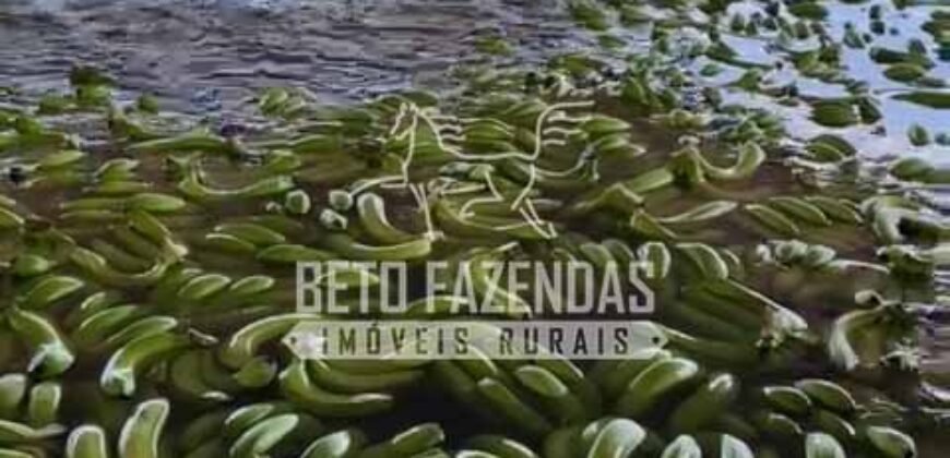 Fazenda 3.500 has à Beira do Rio São Francisco | Manga/ MG Fazenda 3.500 has à Beira do Rio São Francisco | Manga/ MG