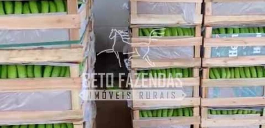 Fazenda 3.500 has à Beira do Rio São Francisco | Manga/ MG Fazenda 3.500 has à Beira do Rio São Francisco | Manga/ MG