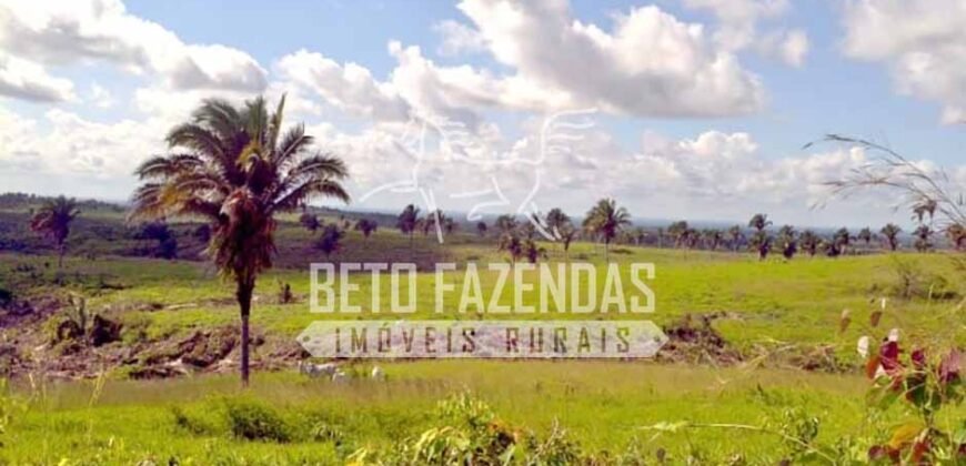 Fazenda Gigante no Pará 59.000 has Porteira Fechada | Cumaru do Norte/ PA Fazenda Gigante no Pará 59.000 has Porteira Fechada | Cumaru do Norte/ PA