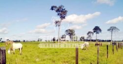 Fazenda Gigante no Pará 59.000 has Porteira Fechada | Cumaru do Norte/ PA Fazenda Gigante no Pará 59.000 has Porteira Fechada | Cumaru do Norte/ PA