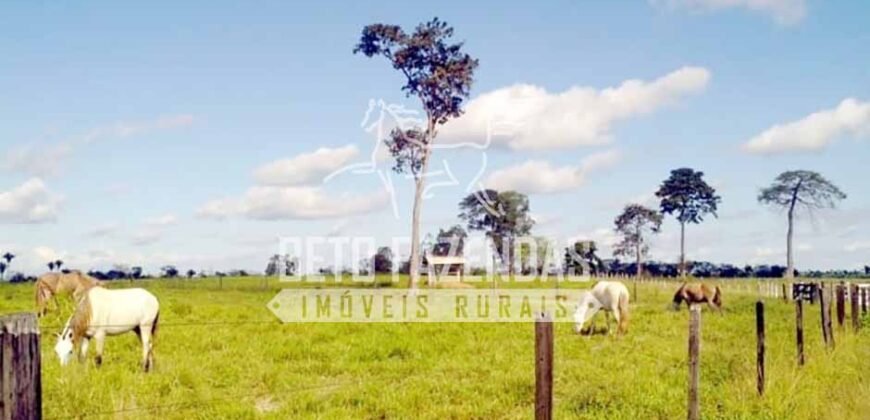 Fazenda Gigante no Pará 59.000 has Porteira Fechada | Cumaru do Norte/ PA Fazenda Gigante no Pará 59.000 has Porteira Fechada | Cumaru do Norte/ PA