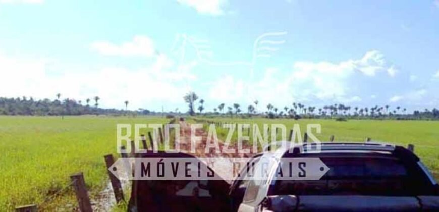 Fazenda Gigante no Pará 59.000 has Porteira Fechada | Cumaru do Norte/ PA Fazenda Gigante no Pará 59.000 has Porteira Fechada | Cumaru do Norte/ PA