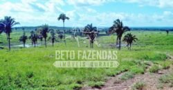 Fazenda Gigante no Pará 59.000 has Porteira Fechada | Cumaru do Norte/ PA Fazenda Gigante no Pará 59.000 has Porteira Fechada | Cumaru do Norte/ PA