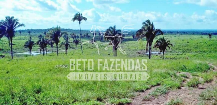 Fazenda Gigante no Pará 59.000 has Porteira Fechada | Cumaru do Norte/ PA Fazenda Gigante no Pará 59.000 has Porteira Fechada | Cumaru do Norte/ PA