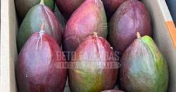 Fazenda 3.500 has à Beira do Rio São Francisco | Manga/ MG Fazenda 3.500 has à Beira do Rio São Francisco | Manga/ MG