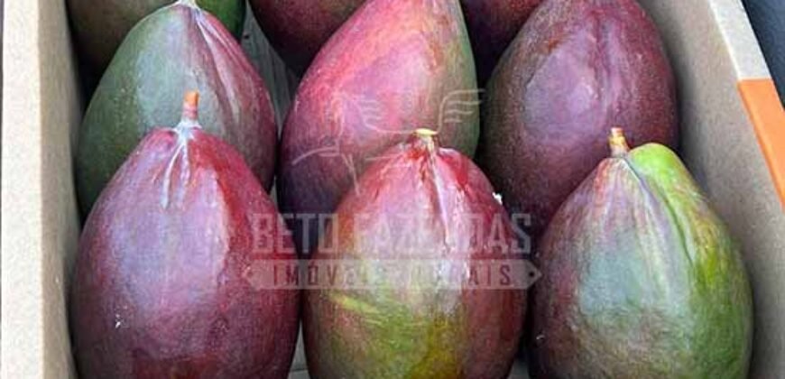 Fazenda 3.500 has à Beira do Rio São Francisco | Manga/ MG Fazenda 3.500 has à Beira do Rio São Francisco | Manga/ MG