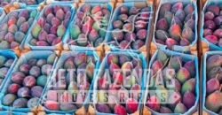 Fazenda 3.500 has à Beira do Rio São Francisco | Manga/ MG Fazenda 3.500 has à Beira do Rio São Francisco | Manga/ MG