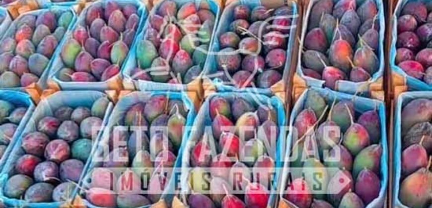 Fazenda 3.500 has à Beira do Rio São Francisco | Manga/ MG Fazenda 3.500 has à Beira do Rio São Francisco | Manga/ MG