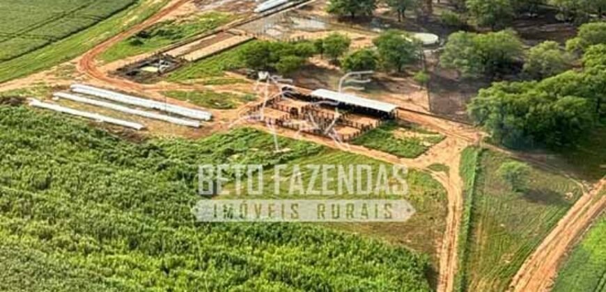 Fazenda 3.500 has à Beira do Rio São Francisco | Manga/ MG Fazenda 3.500 has à Beira do Rio São Francisco | Manga/ MG