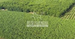 Fazenda 3.500 has à Beira do Rio São Francisco | Manga/ MG Fazenda 3.500 has à Beira do Rio São Francisco | Manga/ MG