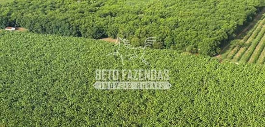 Fazenda 3.500 has à Beira do Rio São Francisco | Manga/ MG Fazenda 3.500 has à Beira do Rio São Francisco | Manga/ MG