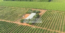 Fazenda 3.500 has à Beira do Rio São Francisco | Manga/ MG Fazenda 3.500 has à Beira do Rio São Francisco | Manga/ MG