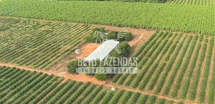 Fazenda 3.500 has à Beira do Rio São Francisco | Manga/ MG Fazenda 3.500 has à Beira do Rio São Francisco | Manga/ MG