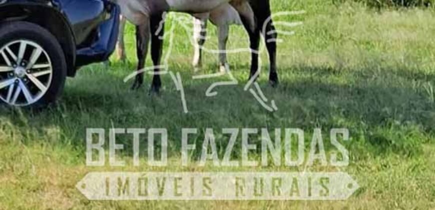 Rancho à venda 06 Alqs. Criação de Cavalos e outros Animais | Macabuzinho/RJ