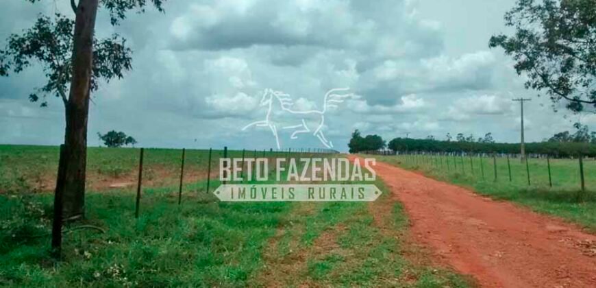 Fazenda à Venda Produtiva de 750 Alqueires à Beira do Rio | Presidente Prudente/SP