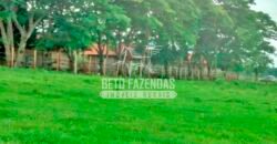 Fazenda à Venda Produtiva de 750 Alqueires à Beira do Rio | Presidente Prudente/SP