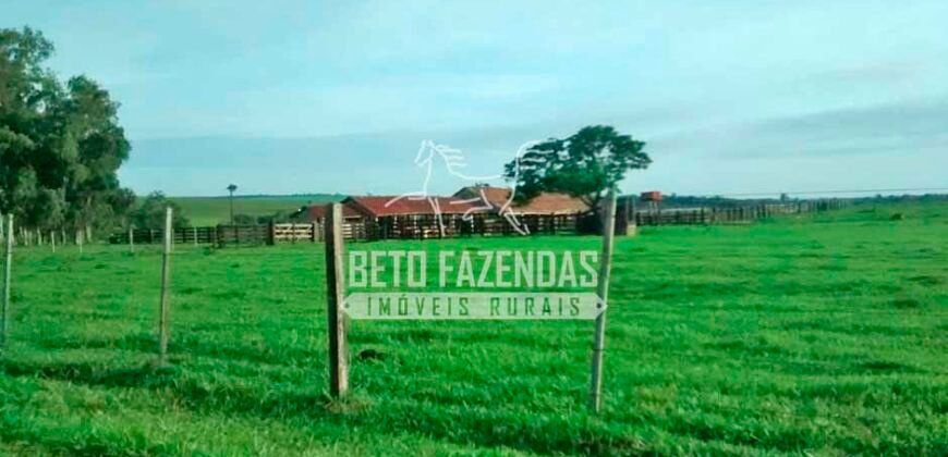 Fazenda à Venda Produtiva de 750 Alqueires à Beira do Rio | Presidente Prudente/SP