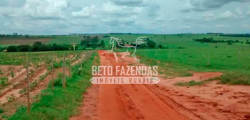 Fazenda à Venda Produtiva de 750 Alqueires à Beira do Rio | Presidente Prudente/SP