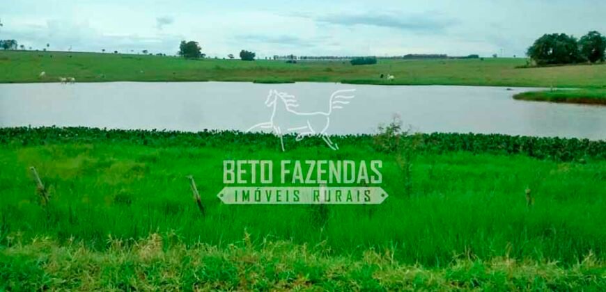 Fazenda à Venda Produtiva de 750 Alqueires à Beira do Rio | Presidente Prudente/SP