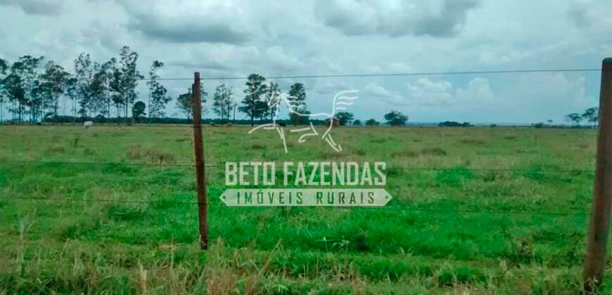 Fazenda à Venda Produtiva de 750 Alqueires à Beira do Rio | Presidente Prudente/SP