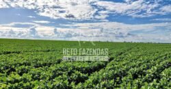Fazenda à Venda 1.664,65 has Agrícola Extensa | Montes Claros de Goiás/GO Fazenda à Venda 1.664,65 has Agrícola Extensa | Montes Claros de Goiás/GO