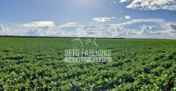 Fazenda à Venda 1.664,65 has Agrícola Extensa | Montes Claros de Goiás/GO Fazenda à Venda 1.664,65 has Agrícola Extensa | Montes Claros de Goiás/GO