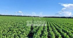 Fazenda à Venda 1.664,65 has Agrícola Extensa | Montes Claros de Goiás/GO Fazenda à Venda 1.664,65 has Agrícola Extensa | Montes Claros de Goiás/GO