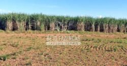 Fazenda à Venda 1.664,65 has Agrícola Extensa | Montes Claros de Goiás/GO Fazenda à Venda 1.664,65 has Agrícola Extensa | Montes Claros de Goiás/GO