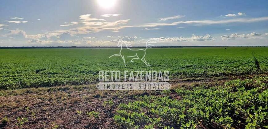 Fazenda à Venda 1.664,65 has Agrícola Extensa | Montes Claros de Goiás/GO Fazenda à Venda 1.664,65 has Agrícola Extensa | Montes Claros de Goiás/GO