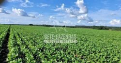 Fazenda à Venda 1.664,65 has Agrícola Extensa | Montes Claros de Goiás/GO Fazenda à Venda 1.664,65 has Agrícola Extensa | Montes Claros de Goiás/GO