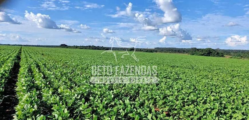 Fazenda à Venda 1.664,65 has Agrícola Extensa | Montes Claros de Goiás/GO Fazenda à Venda 1.664,65 has Agrícola Extensa | Montes Claros de Goiás/GO