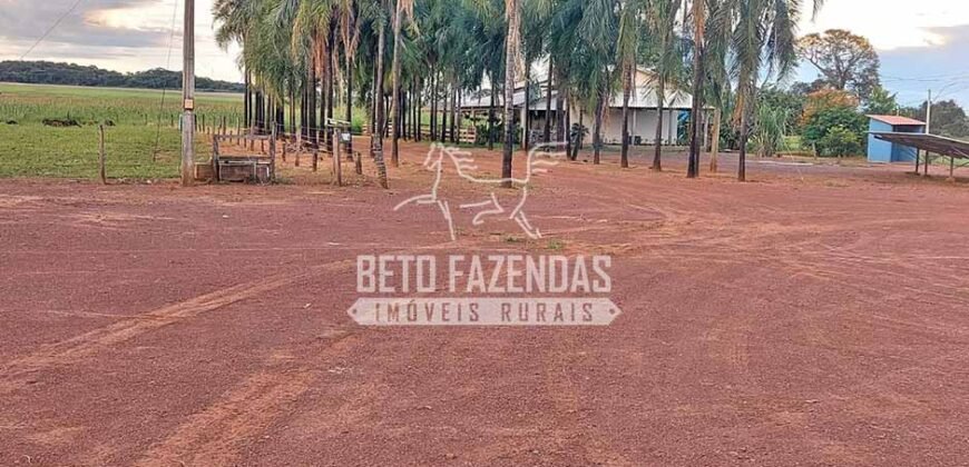 Fazenda à Venda 1.664,65 has Agrícola Extensa | Montes Claros de Goiás/GO Fazenda à Venda 1.664,65 has Agrícola Extensa | Montes Claros de Goiás/GO