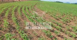 Fazenda Gigante 57.000 Has Altamente Produtiva | Santana do Araguaia/PA