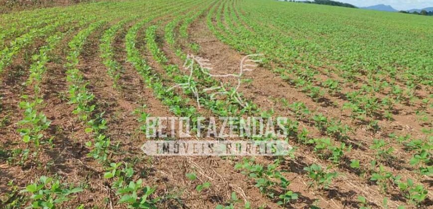 Fazenda Gigante 57.000 Has Altamente Produtiva | Santana do Araguaia/PA