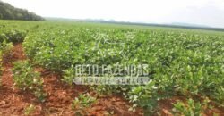 Fazenda Gigante 57.000 Has Altamente Produtiva | Santana do Araguaia/PA