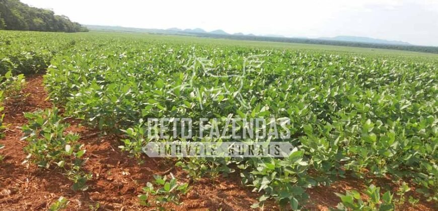 Fazenda Gigante 57.000 Has Altamente Produtiva | Santana do Araguaia/PA