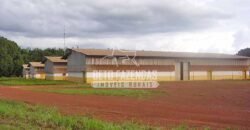 Fazenda Gigante 57.000 Has Altamente Produtiva | Santana do Araguaia/PA