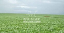 Fazenda Gigante 57.000 Has Altamente Produtiva | Santana do Araguaia/PA