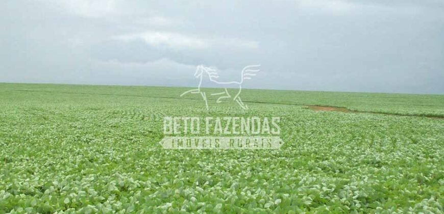 Fazenda Gigante 57.000 Has Altamente Produtiva | Santana do Araguaia/PA