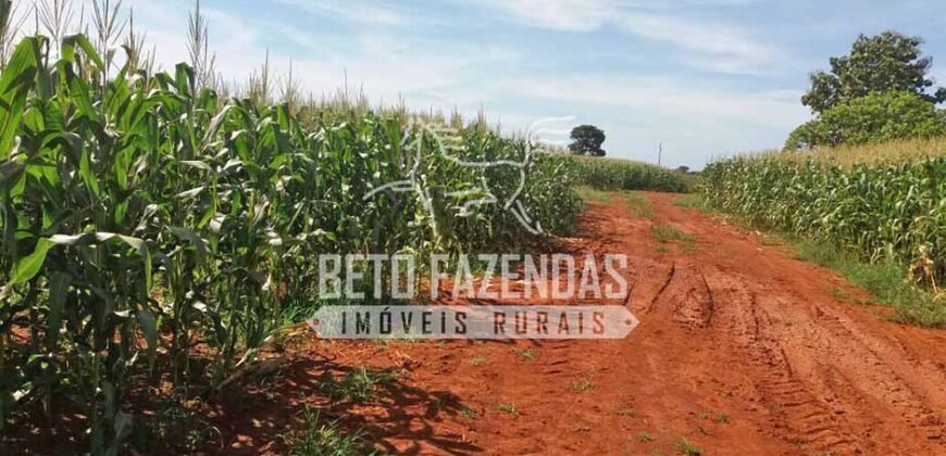 Fazenda Gigante 57.000 Has Altamente Produtiva | Santana do Araguaia/PA
