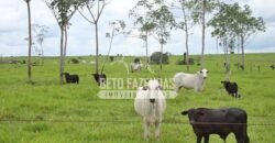 Fazenda Gigante à Venda 89.000 hectares | Porto Alegre do Norte/ MT